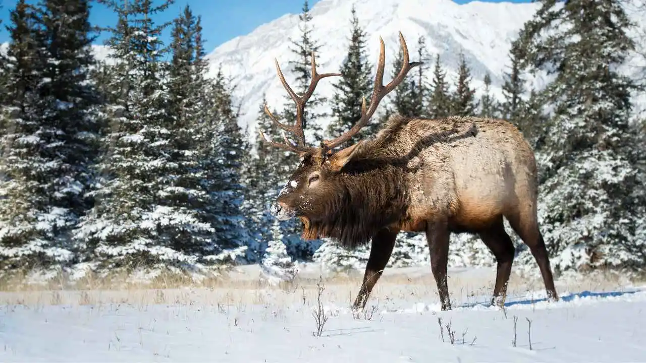 elk in the winter