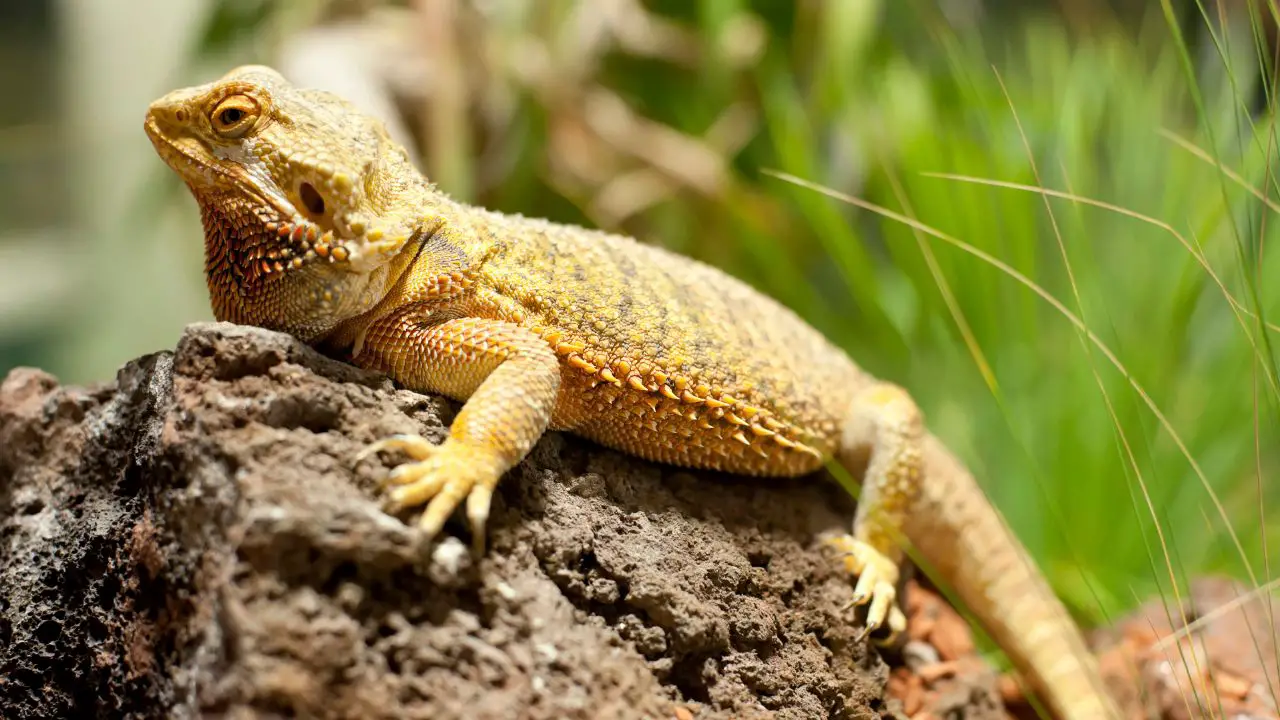 Why Bearded Dragons