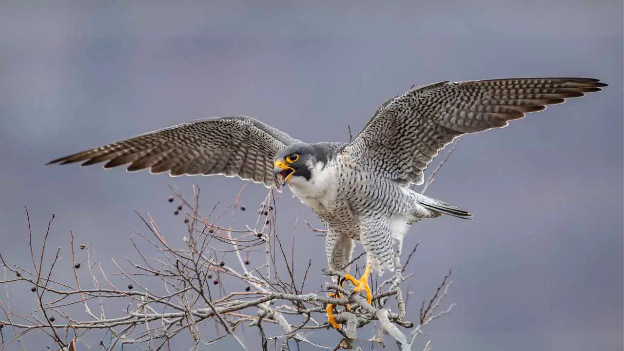 peregrine falcon wings