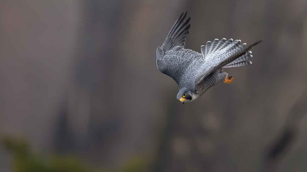peregrine falcons diving