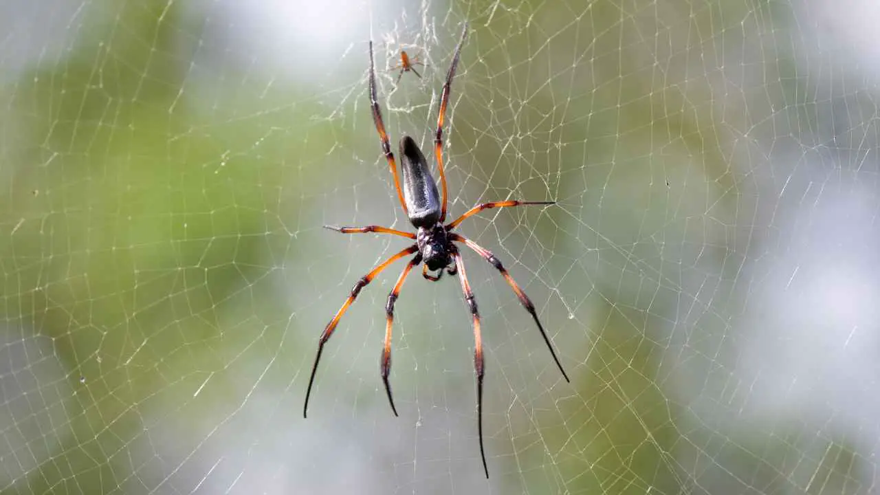 Orb Spiders Live