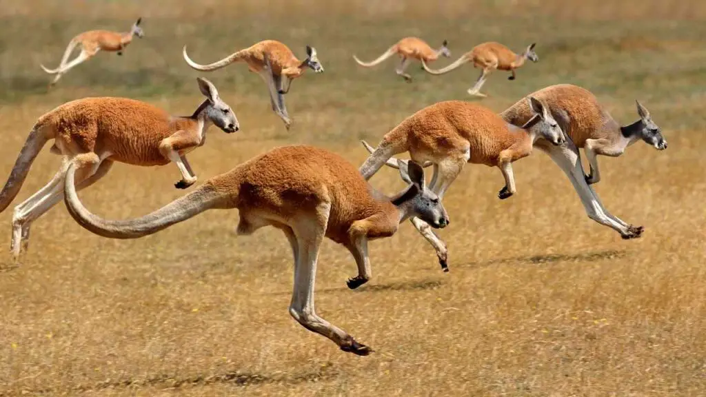 Adaptations of a Kangaroo