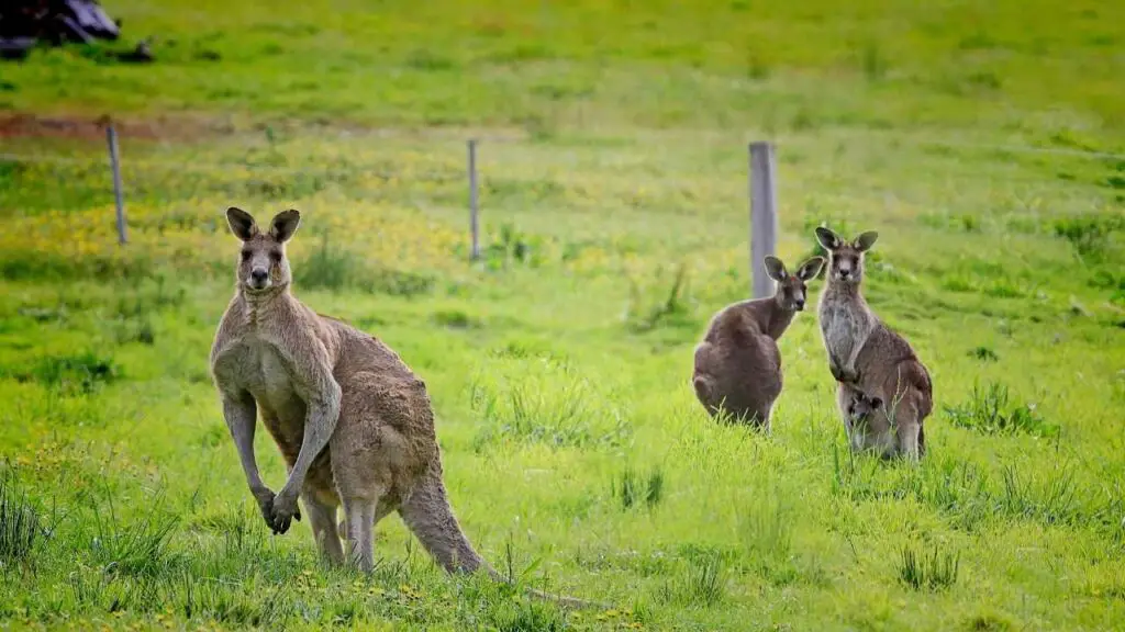 Behavioral Adaptations of Kangaroos