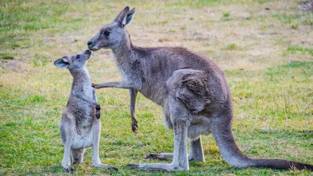 Physiological Adaptations of Kangaroo