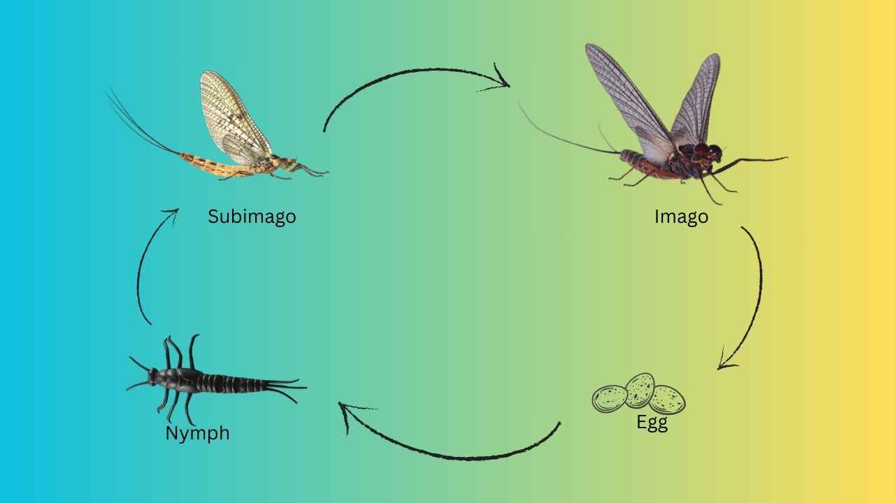 Life Cycle Of Mayflies