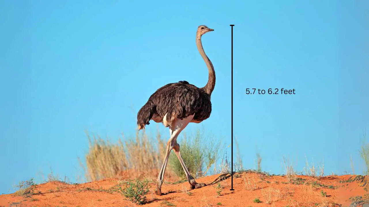 Ostriche height