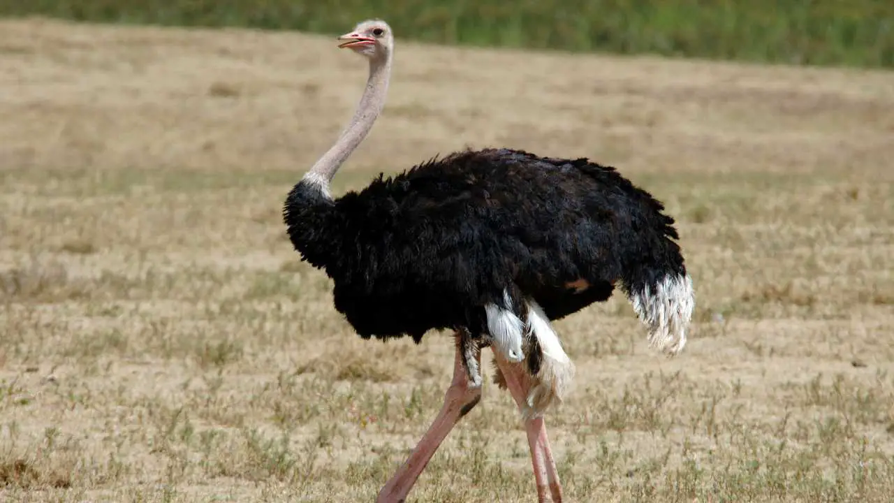 Ostriches big