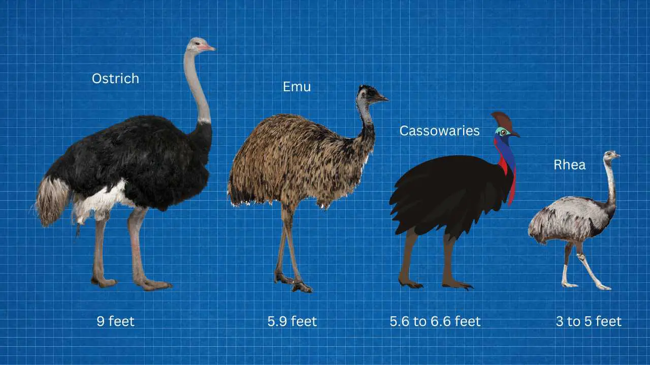 comparison with other birds