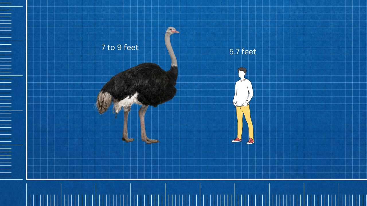 ostrich compared to a human