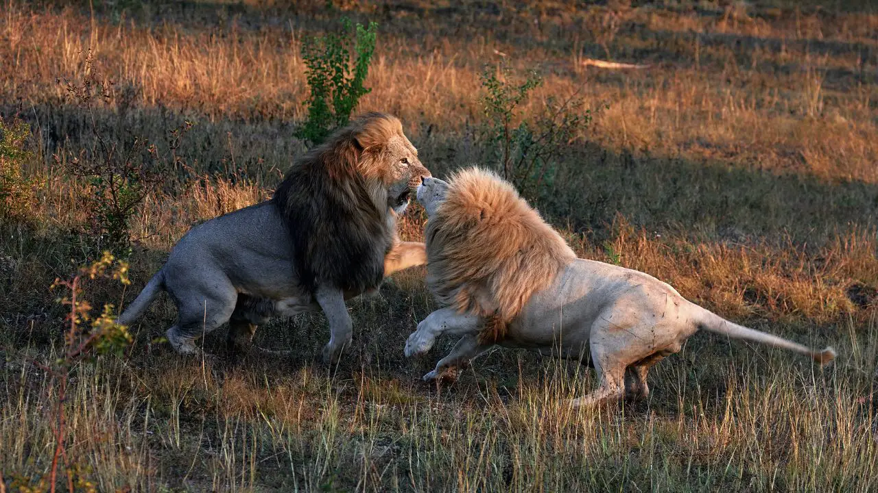 lions cannibalism